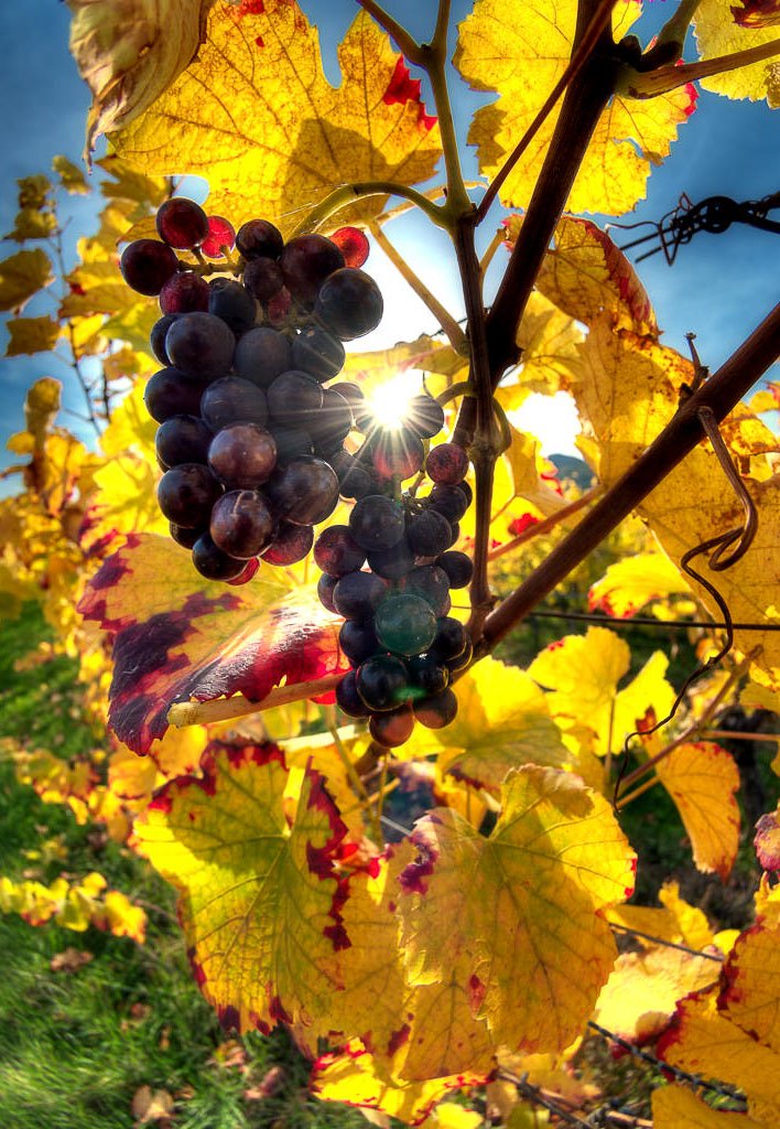 La Vigne Alsacienne en Automne
